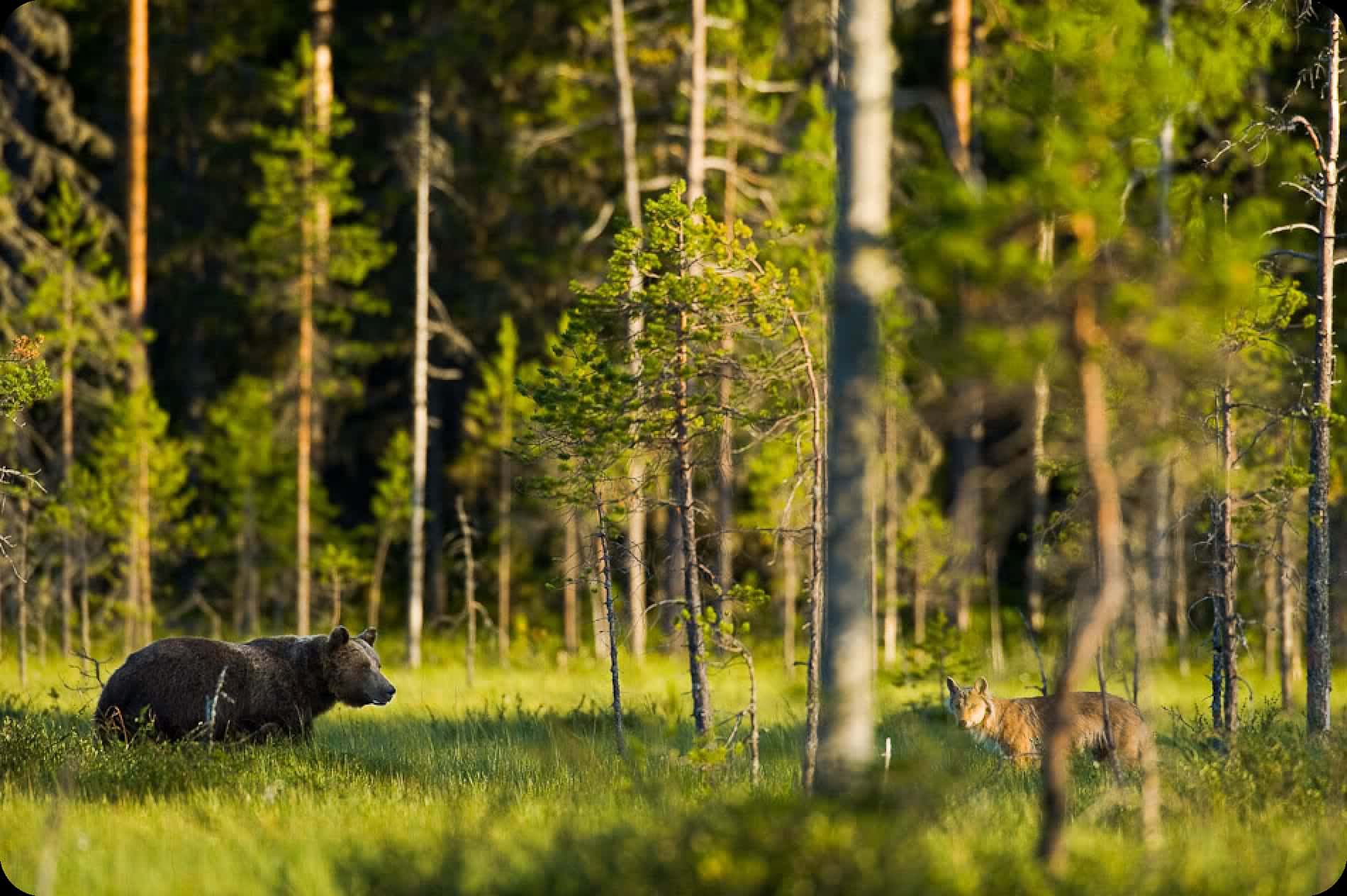 36.02.04 Охотоведение и звероводство